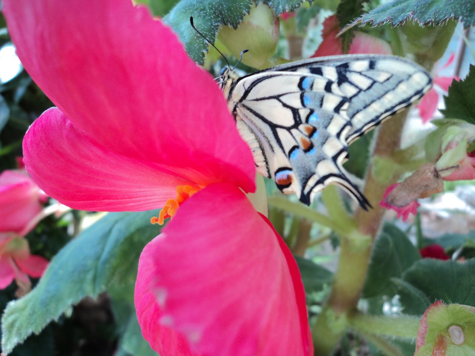 Foto di Il Giardino delle Farfalle